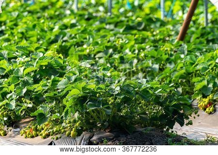 Cultivation Of Strawberry Fruits Using The Plasticulture Method, Plants Growing On Plastic Mulch In