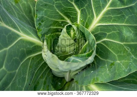 Sweetheart Cabbage Plant Growing In Garden Close Up