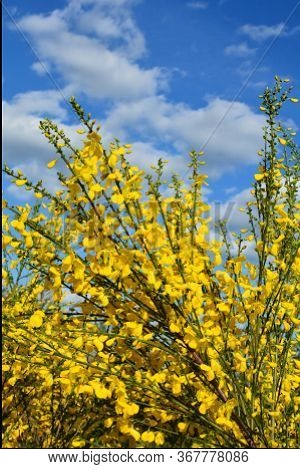 Cytisus Scoparius, Common Broom Or Scotch Broom Yellow Flowers Closeup Selective Focus.