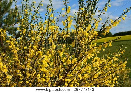 Cytisus Scoparius, Common Broom Or Scotch Broom Yellow Flowers Closeup Selective Focus.