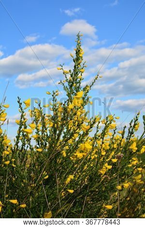 Cytisus Scoparius, Common Broom Or Scotch Broom Yellow Flowers Closeup Selective Focus.