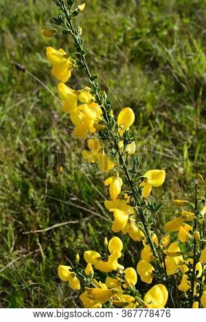 Cytisus Scoparius, Common Broom Or Scotch Broom Yellow Flowers Closeup Selective Focus.