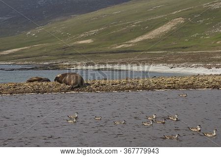 Male Southern Elephant Seal (mirounga Leonina) On A Stony Beach At Elephant Point On Saunders Island