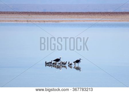 Pair Of Adult Andean Avocets With Large Group Of Baby Birds In Chaxa Lagoon, Part Of Salar De Atacam