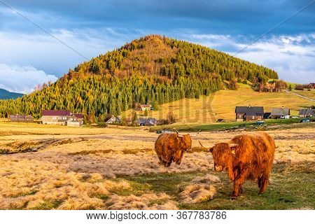 Highland Cattle - Scottish Breed Of Rustic Cattle In Jizerka Village With Bukovec Mountain On The Ba