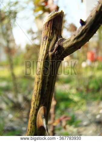 Rose Frostbitten Plant Outgrowth In Spring Close Up