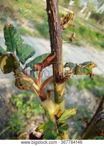 Rose Frostbitten Plant Outgrowth In Spring Close Up