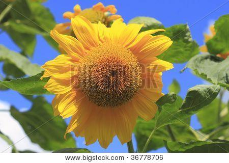 Słonecznik (Helianthus annuus)