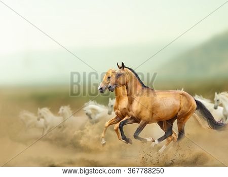 Beautiful Wild Horses In Prairies. Wild Horses Running Fast With The Group Of White Arabian Horses. 