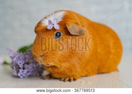 The Red Domestic Guinea Pig Cavia Porcellus , Also Known As Cavy Or Domestic Cavy