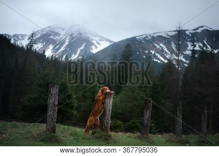 Wet Dog In The Mountains. Nova Scotia Duck Tolling Retriever Hiking, Travel, Camping, In The Valley 