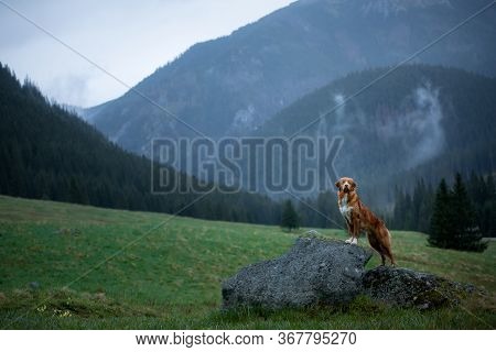 Wet Dog In The Mountains. Nova Scotia Duck Tolling Retriever Hiking, Travel, Camping, In The Valley 