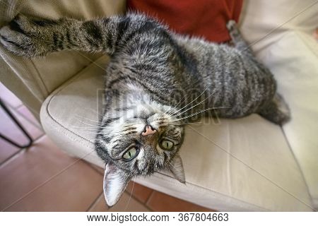 Funny Tabby Cat Is Lolling On An Armchair And Looks Into The Camera, Wide Angle View, Selected Focus