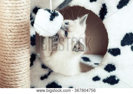 A Funny White Thai Kitten Plays With A Fur Ball On A Rope