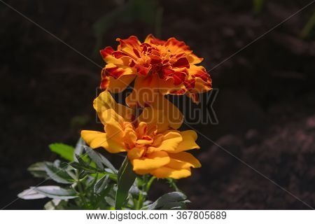 Beautiful Orange Red Marigold Flowers Background Pattern In Tagetes Garden. Close-up Marigold Flower