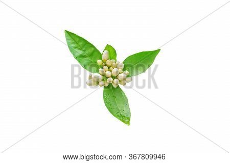Neroli Flowers Buds And Green Foliage With Rain Drops Isolated On White. Orange Tree Blossom.