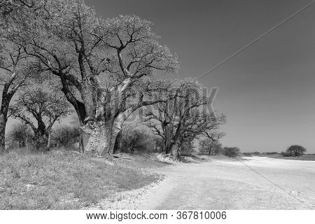 Baines Baobab From Nxai Pan National Park In Black And White, Botswana