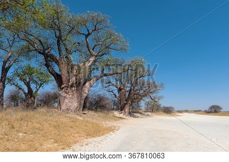 Baines Baobab From Nxai Pan National Park, Botswana