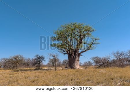 Baines Baobab From Nxai Pan National Park, Botswana