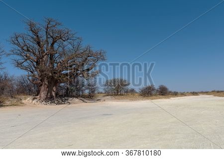 Baines Baobab From Nxai Pan National Park, Botswana