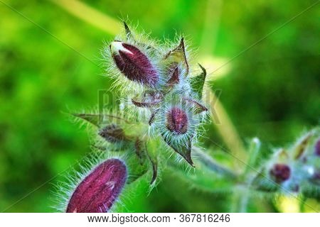 Beautiful Small Fleecy Flowers Photographed In Macro Mode With A Shallow Depth Of Field Effect.