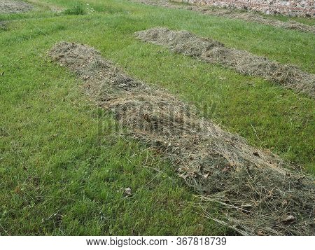 Freshly Cut Hay