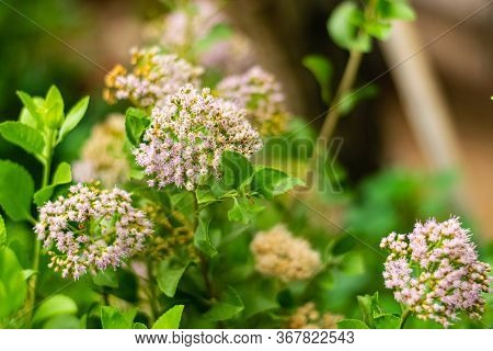 Indian Marsh Fleabane (pluchea Indica (l.) Less.) Flowers Are Blooming On Tree With Fresh Green Leav