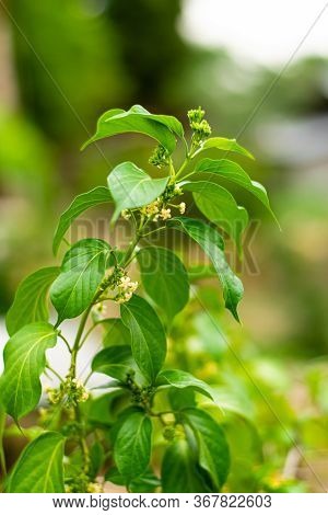 Gurmar Medicinal Plant With Flowers For Diabetes In The Garden
