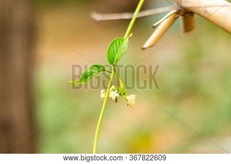 Gurmar Medicinal Plant With Flowers For Diabetes In The Garden
