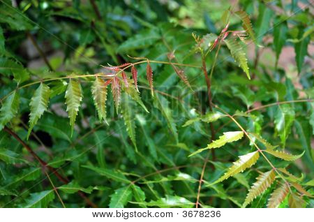 Neem