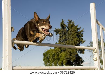 Kelpie em agilidade