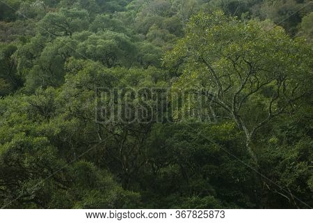 Urubici, Santa Catarina, Brazil: Dense Vegetation Of The Deep Forest In The Path Of Avencal Waterfal