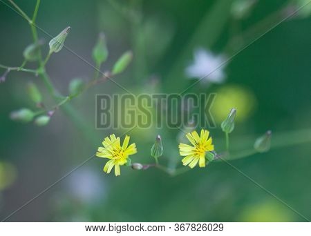 Delicate Yellow Wildflowers, Oriental False Hawksbeard, Youngia Japonica, On A Green Background