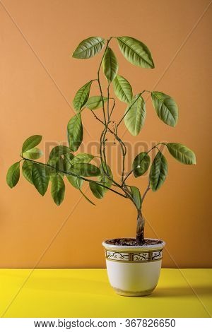 Calamondin Bush Fruitless On A Brown Background