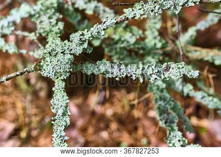 Tree Is Covered With Moss Which Damages The Tree And Kills It By Allowing It To Develop Fungal Disea