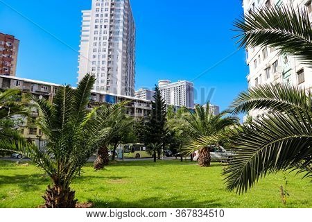 Pygmy Date Palm Trees (phoenix Roebelenii) In City Park In Batumi, Georgia