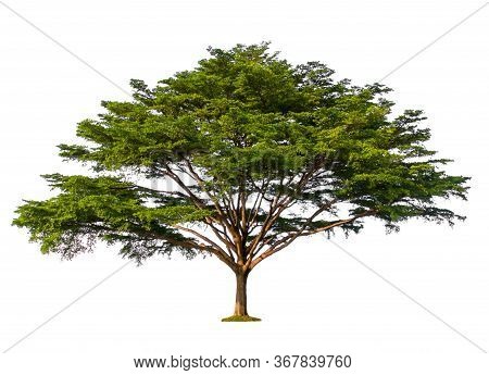 Green Tree Isolated On White Background, Terminalia Ivorensis Chev