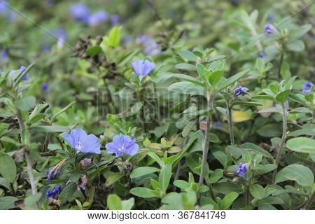 Beautiful Purple Geranium Wallichianum Flower In The Garden