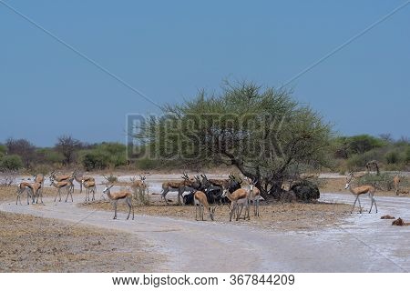 Herd Of Impala In The Shade Of A Tree In Nxai Pan National Park, Botswana