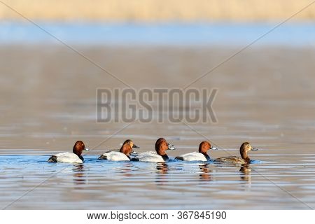 Wild Duck, Common Pochard. Many Of Ducks, Floating On Morning Yellow Water Surface. Water Birds In T