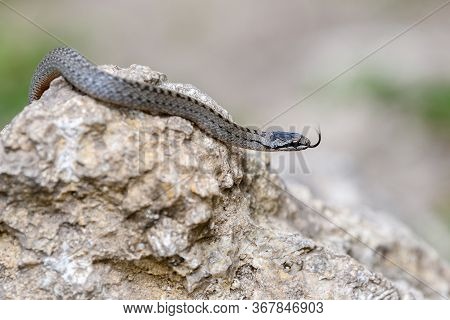 Smooth Snakes Eyes (coronella Austriaca) Taken On Heathland Nature Habitat