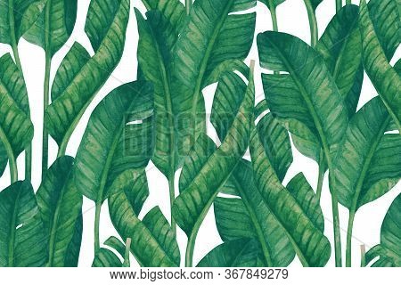 Fresh Green Banana Leaves On White Background. Tropical Greenery Seamless Pattern