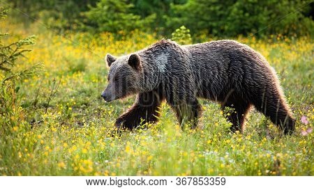 Powerful Brown Bear Walking On A Meadow With Yellow Flowers In Wilderness