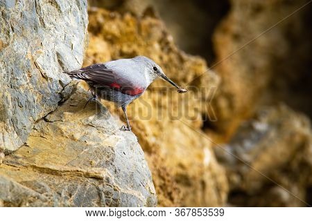Little Wallcreeper Holding Insect In Beak And Sitting On Rock In Mountains