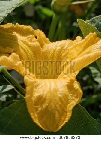 Flower In The Field Of The Pumpkin Plant