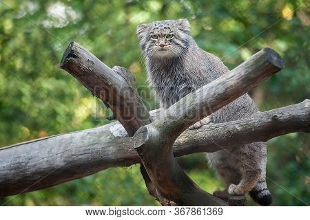 Portrait Of One Cute Adult Manul (the Pallas's Cat Or Otocolobus Manul). Wild Cat Is Standing On Bra