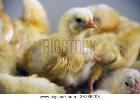 Civciv