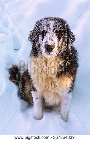 Bulgarian Shepherd Or Karakachan Dog Portrait With Snow Muzzle