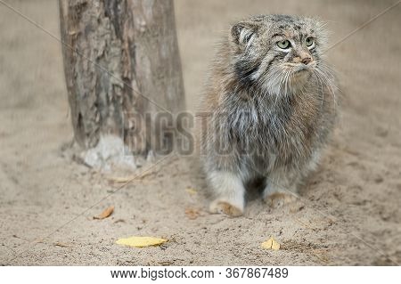 Portrait Of One Cute Manul (the Pallas's Cat Or Otocolobus Manul). Wild Cat Is Sitting On The Sand