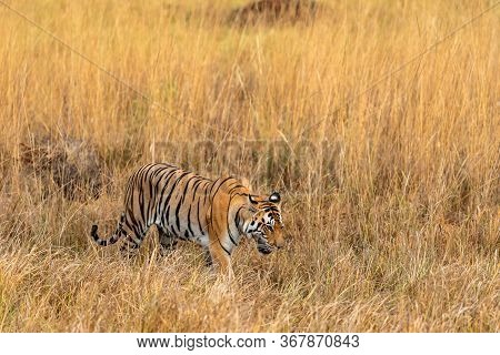 Wild Female Tiger Walking In Kanha Forest For Territory Marking At Kanha National Park Or Tiger Rese